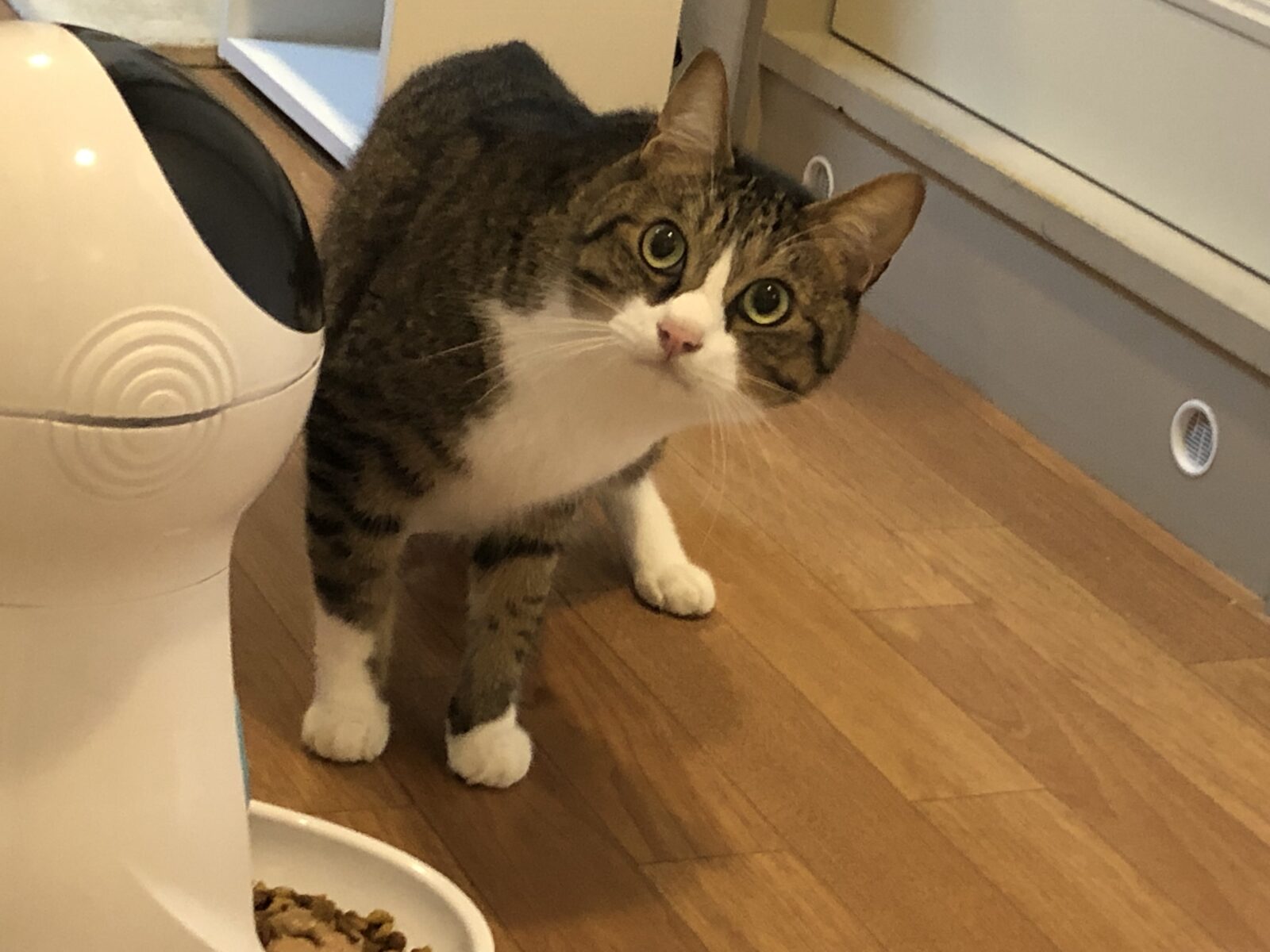 伊勢原市　カイくん　マコちゃん　サラちゃん　リピートのご依頼