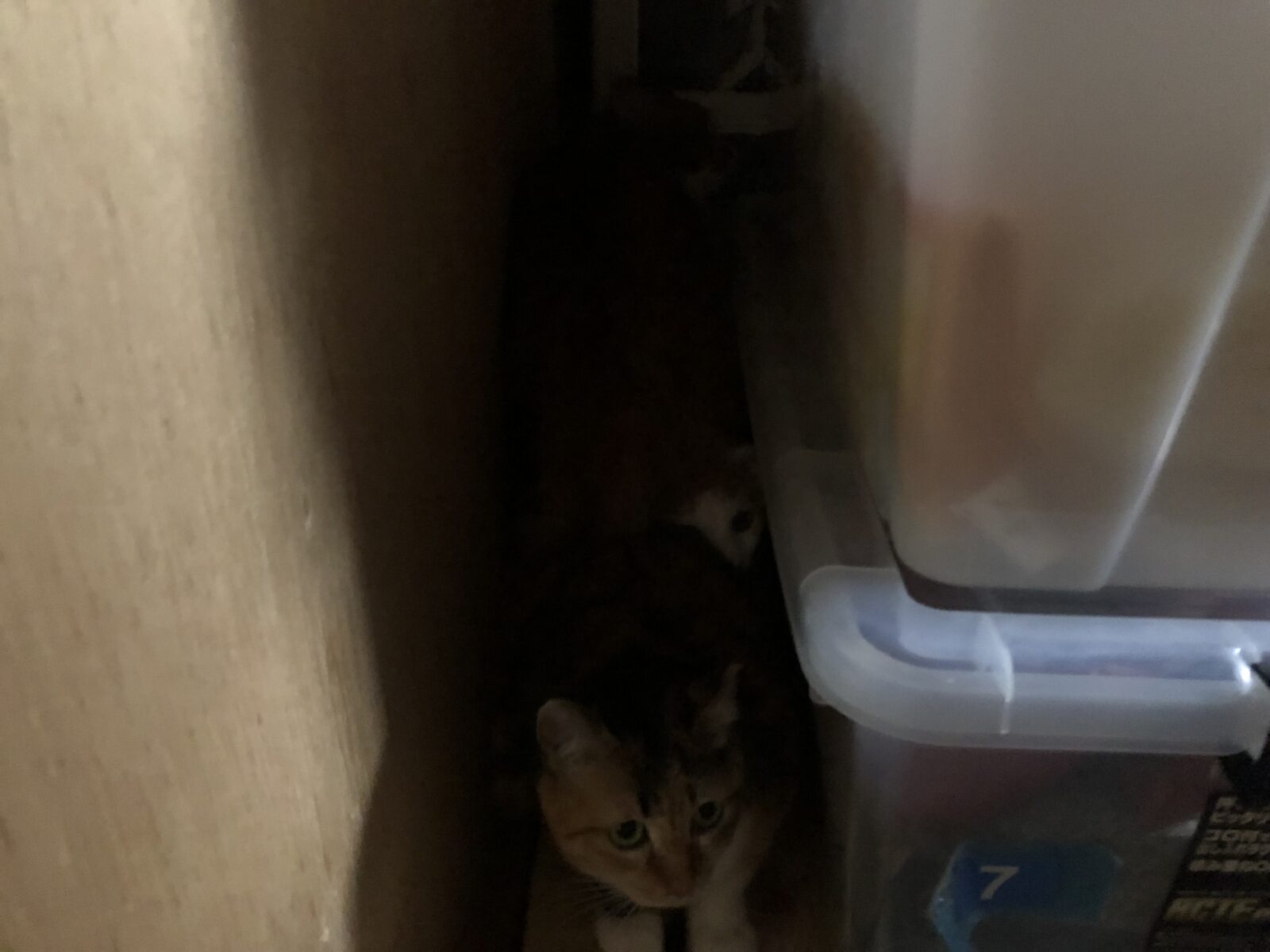 綱島ペットシッター　兄弟猫さん