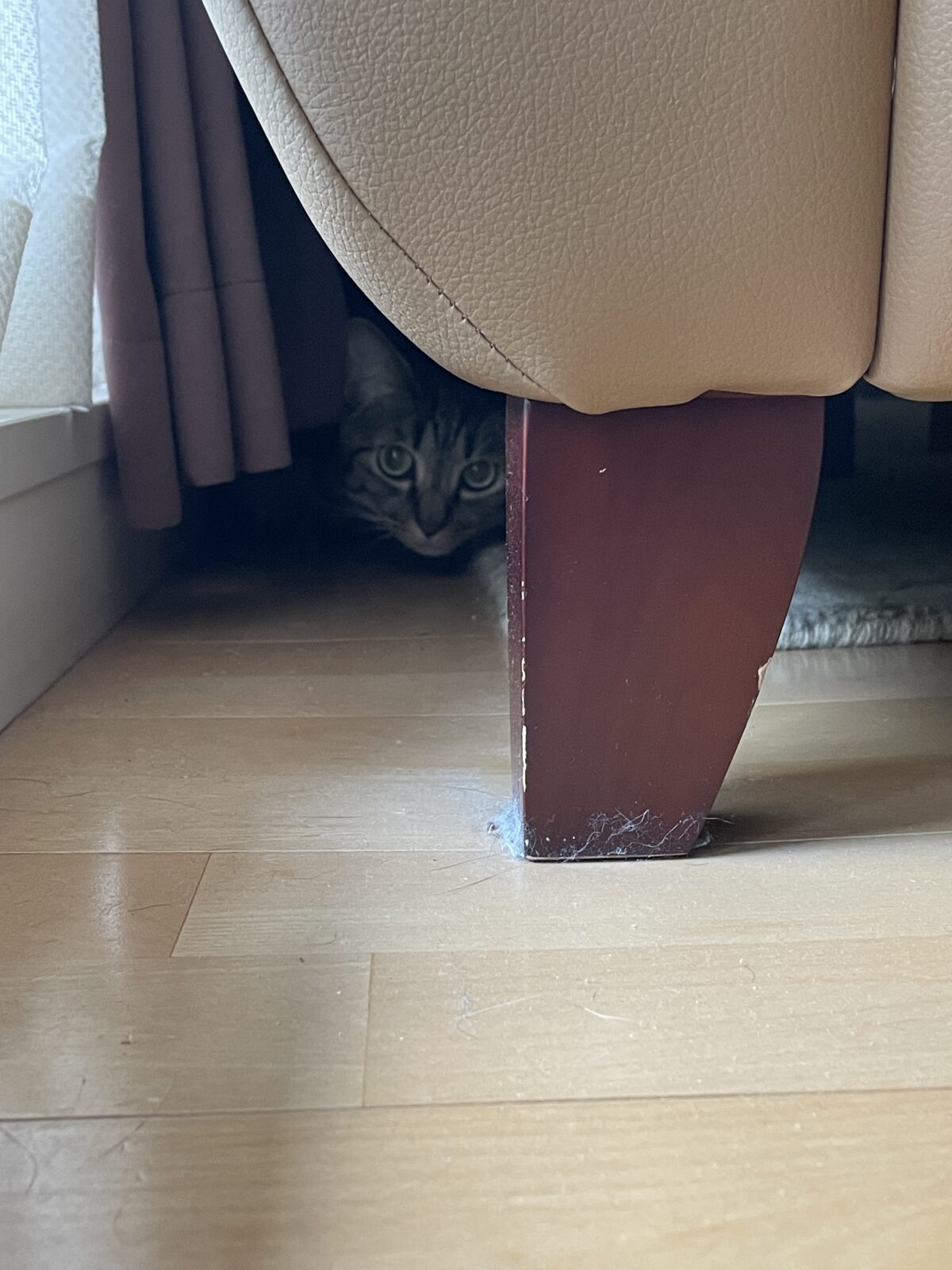 【習志野市・猫】ゆきちゃんのお世話報告