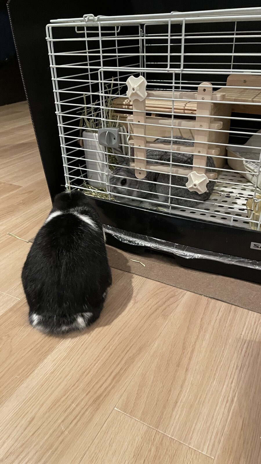 🐇ルンバと追いかけっこ☺️