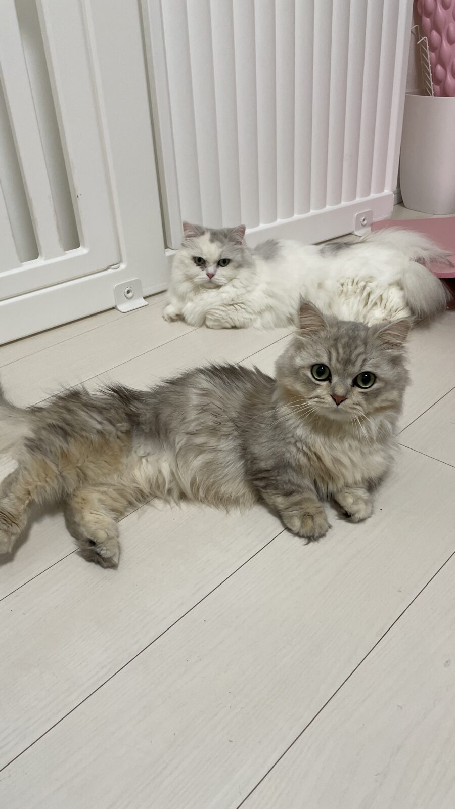 😺可愛いフォルム😺