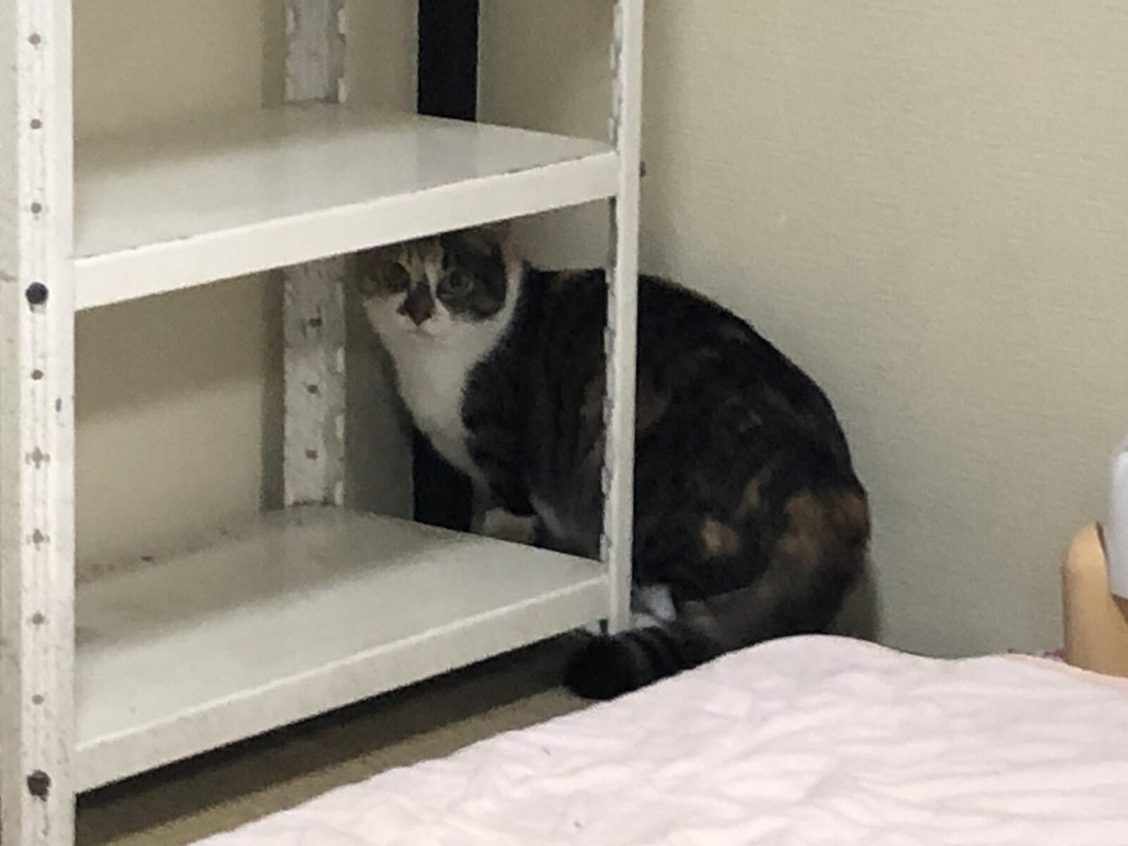 はじめてのお留守番