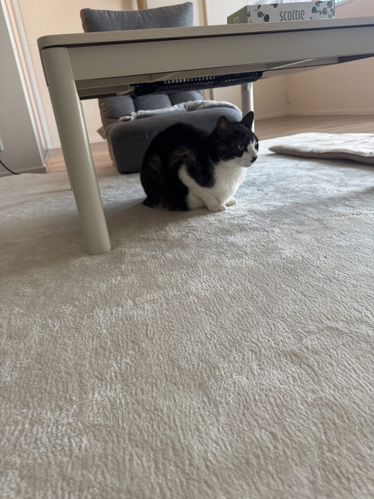 船橋市　AくんDくんKちゃんのお世話