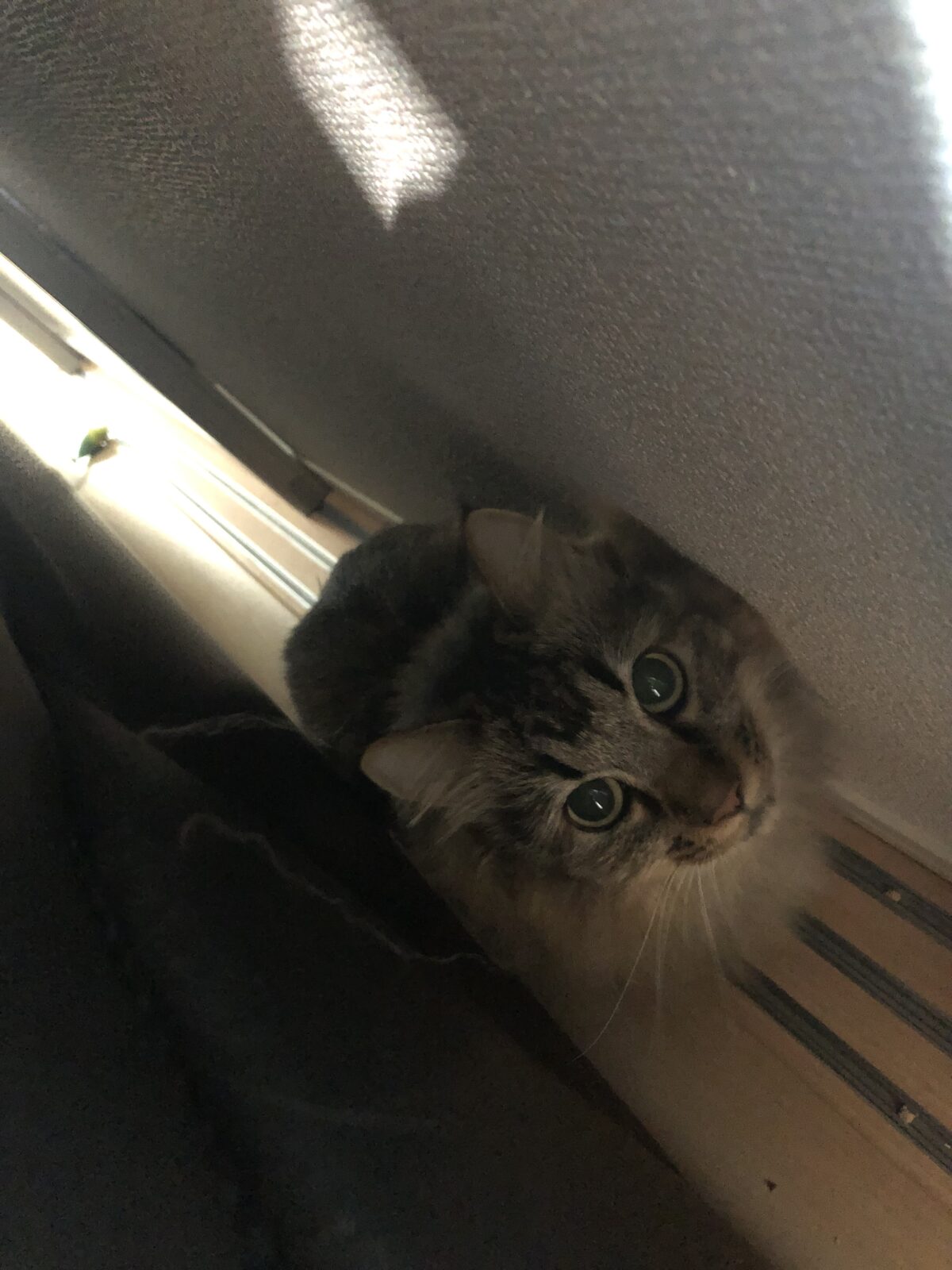 秦野市 ぶあちゃん お世話ご紹介