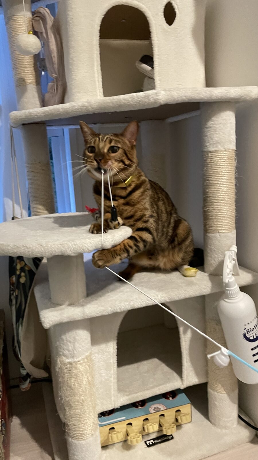 🐱小さなニャンズ🐱