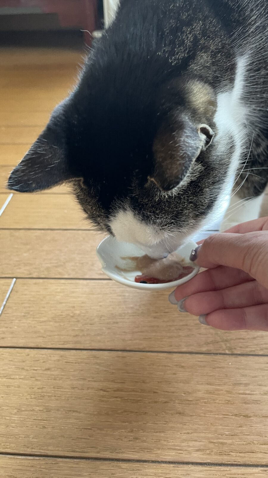 😺お薬飲めたよ👍