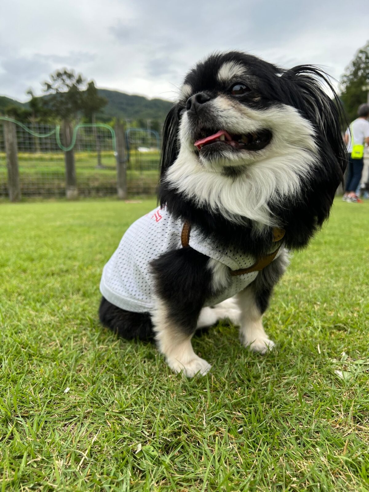 初投稿！ＨＰモデルのオミ君　ＭＩＸ犬。ＭＩＸって？