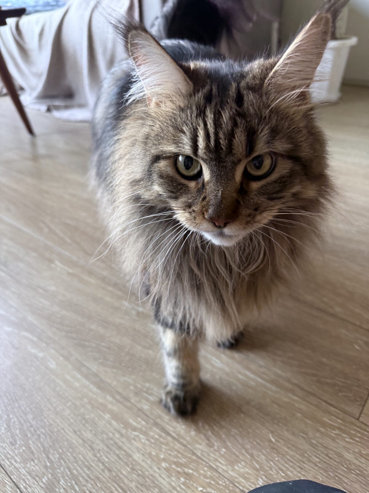 広尾🐈ももちゃん