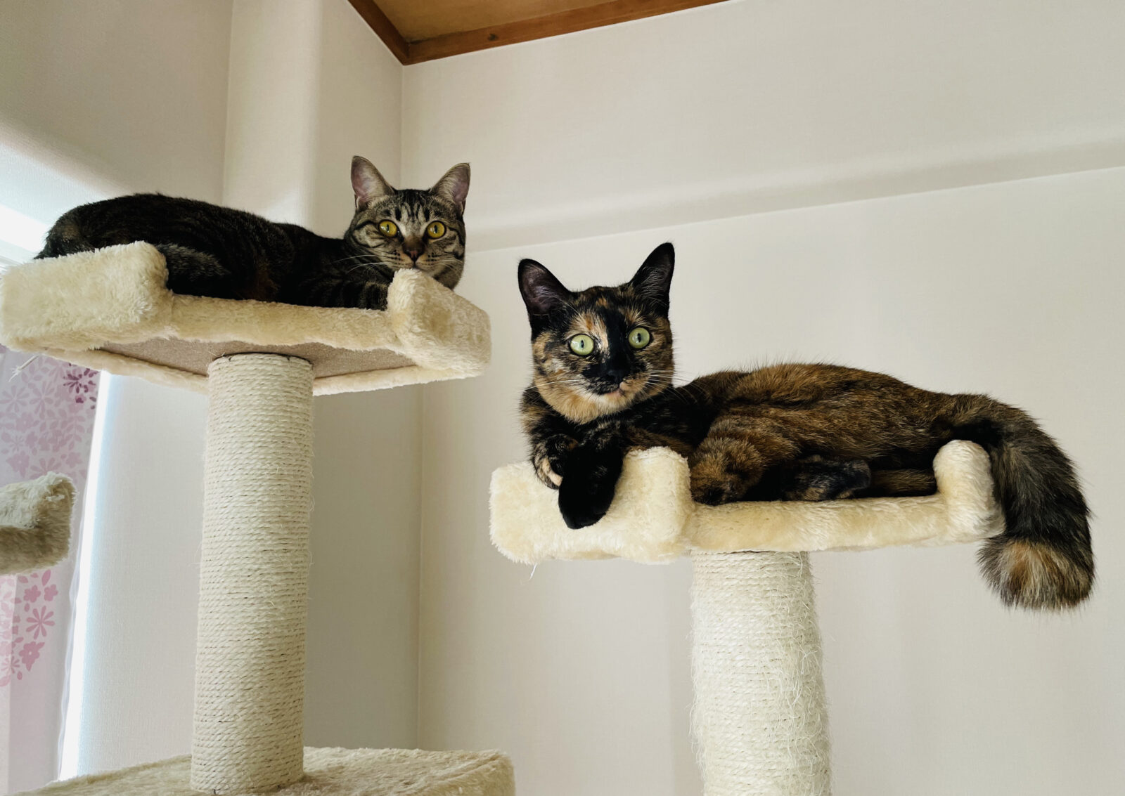 京都市 右京区 サビ猫ちゃんとキジトラちゃん