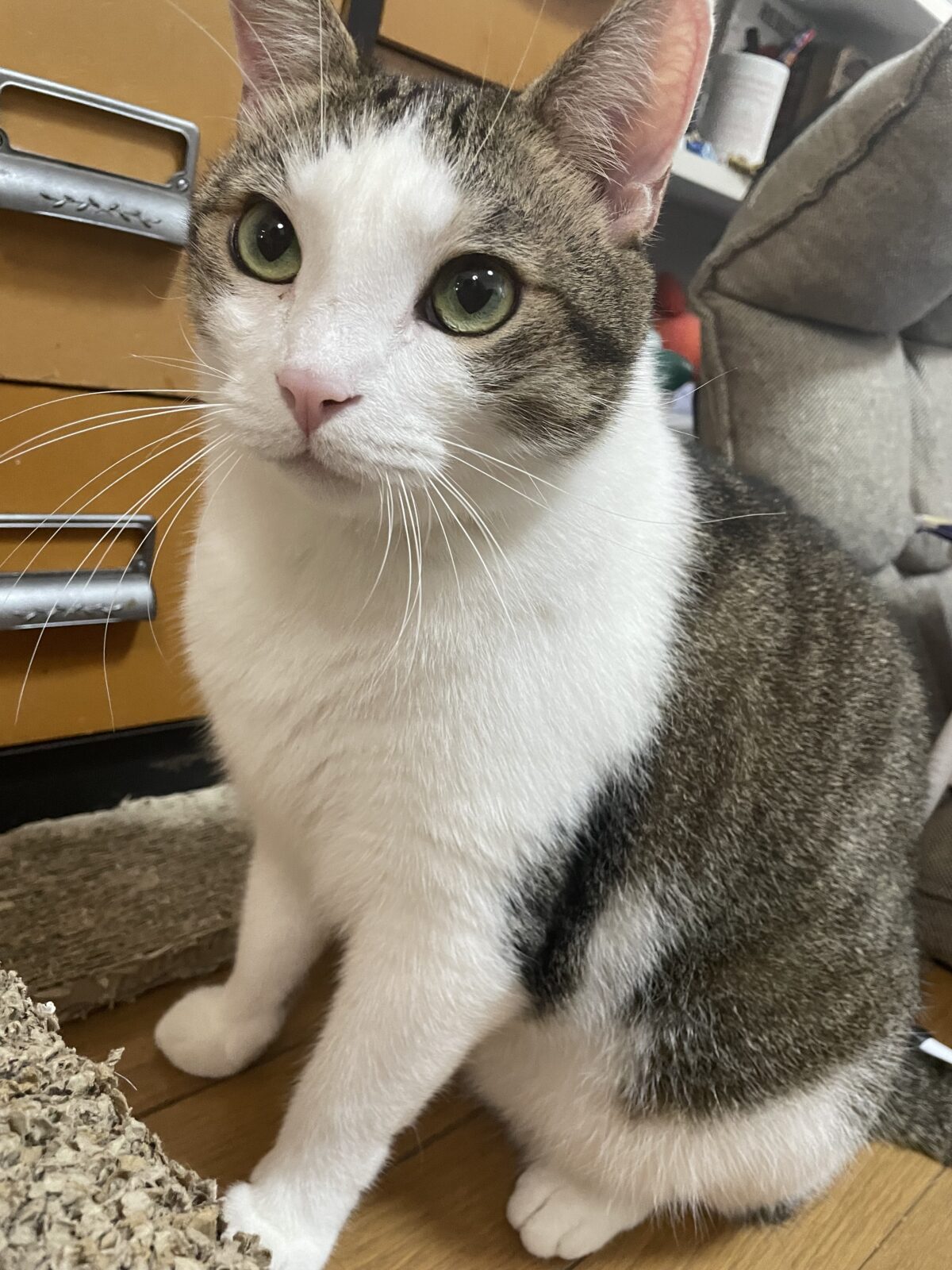 【八千代市】ももくん、レオくんのお世話報告