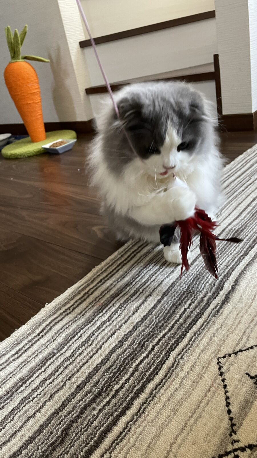 太宰府市 リピーター プードル親子 もこちゃんとれんくんのお世話