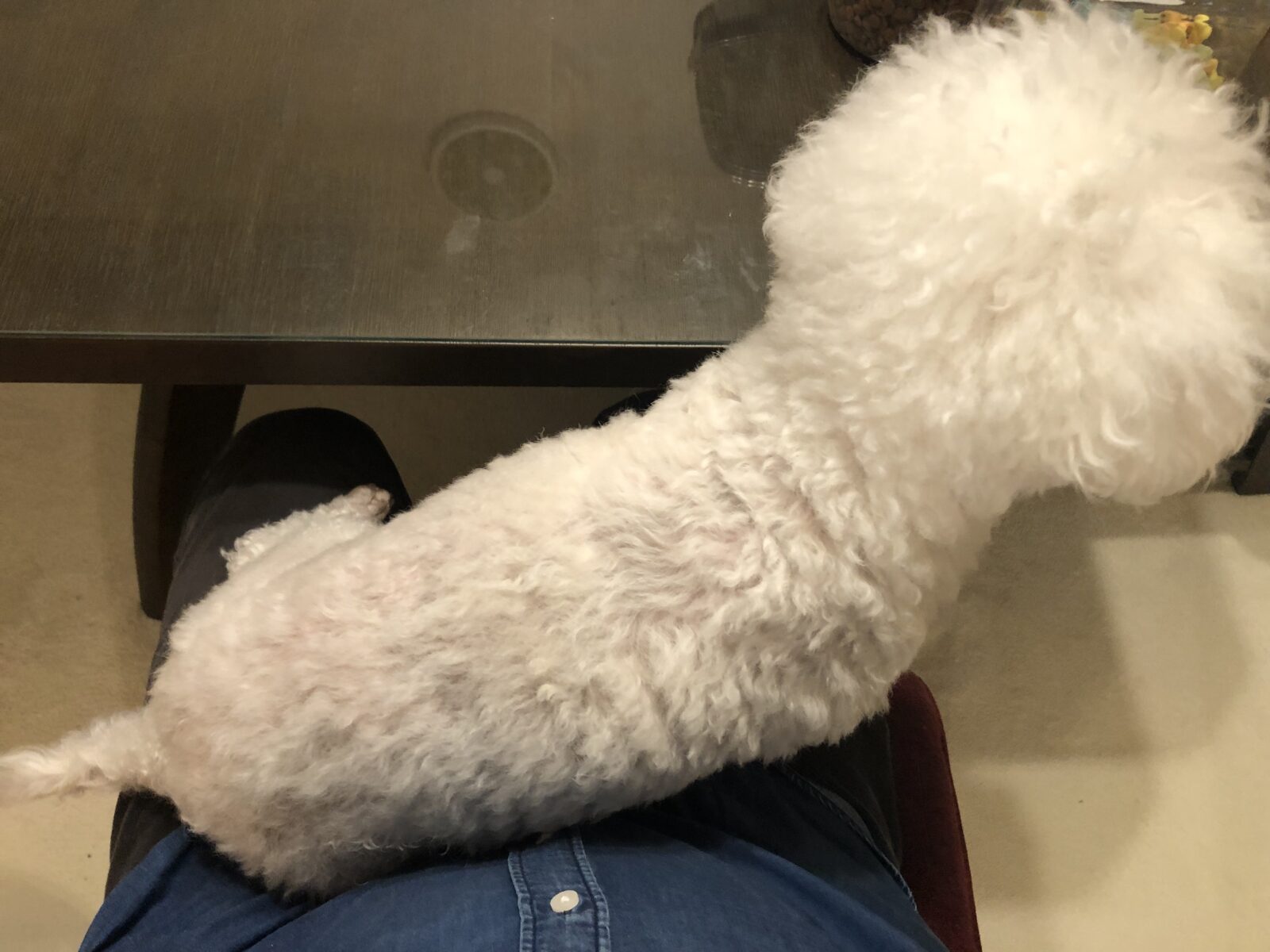 ペットホテル　ラグドールのキキアくんとソマリのすずちゃん