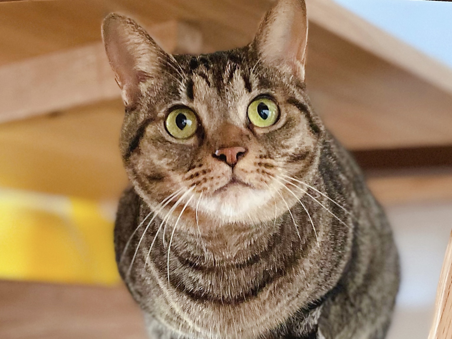 京都市 下京区 キジトラのねこちゃん