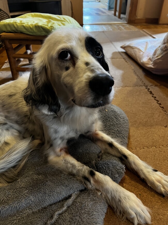 ペットシッター　箕面市　イングリッシュセッター　ゆばちゃん