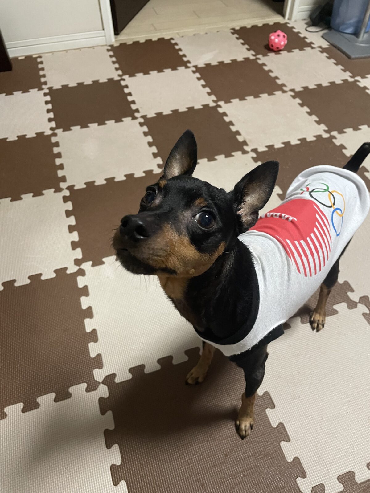 【八千代市】チョコくんのお世話報告