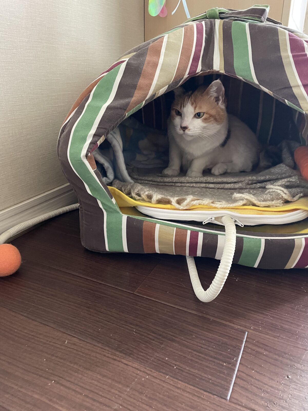 【八千代市・猫】ソナちゃんのお世話報告