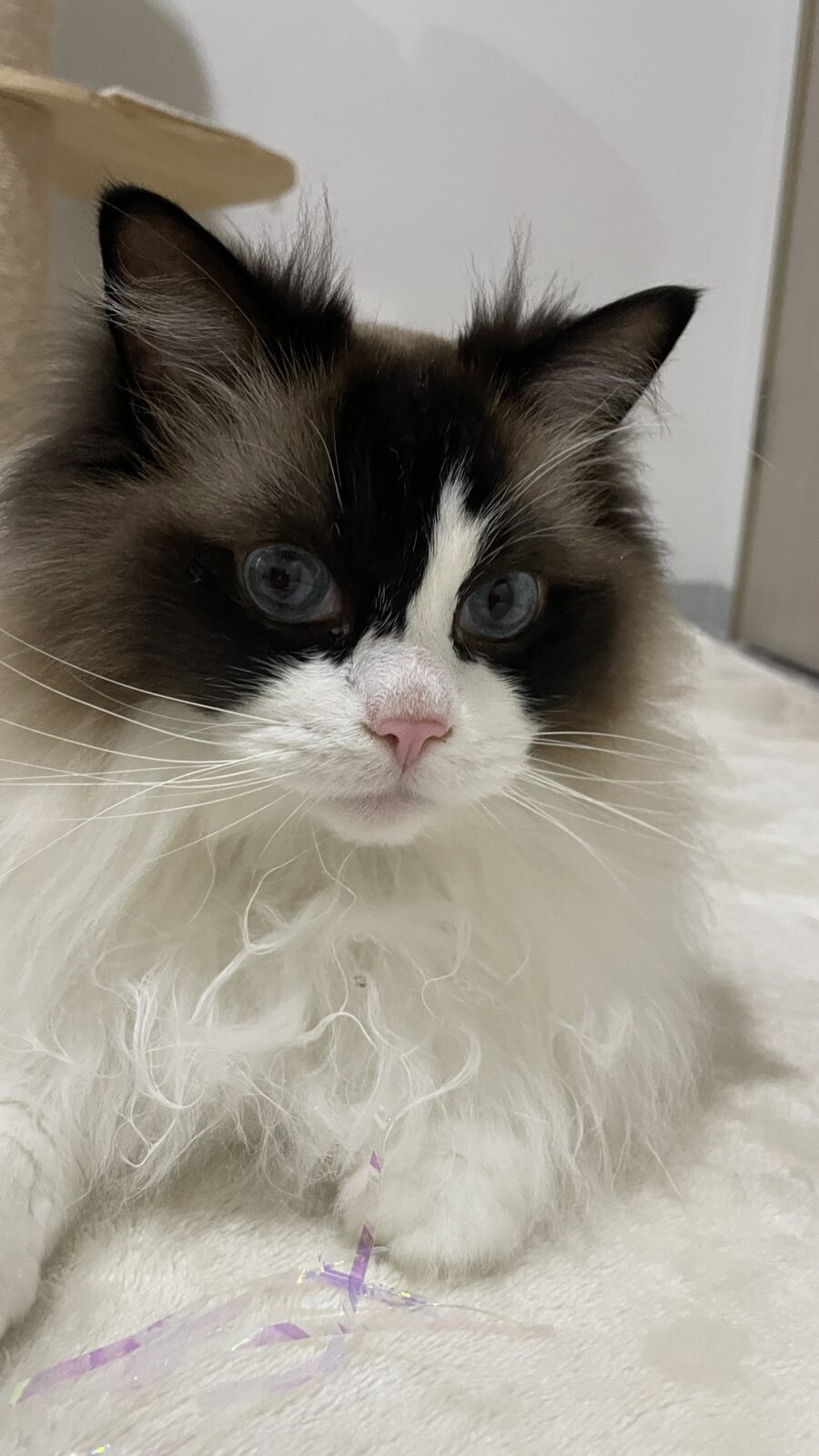 😺新しいお友達✨