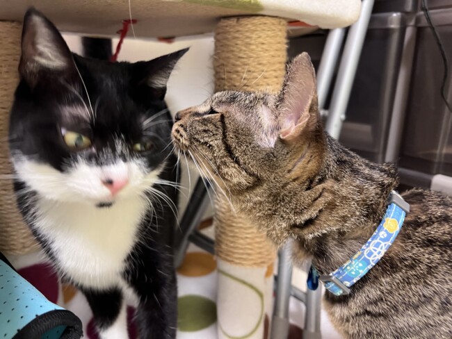 ペットホテル　猫の結ちゃんと鮭ちゃん