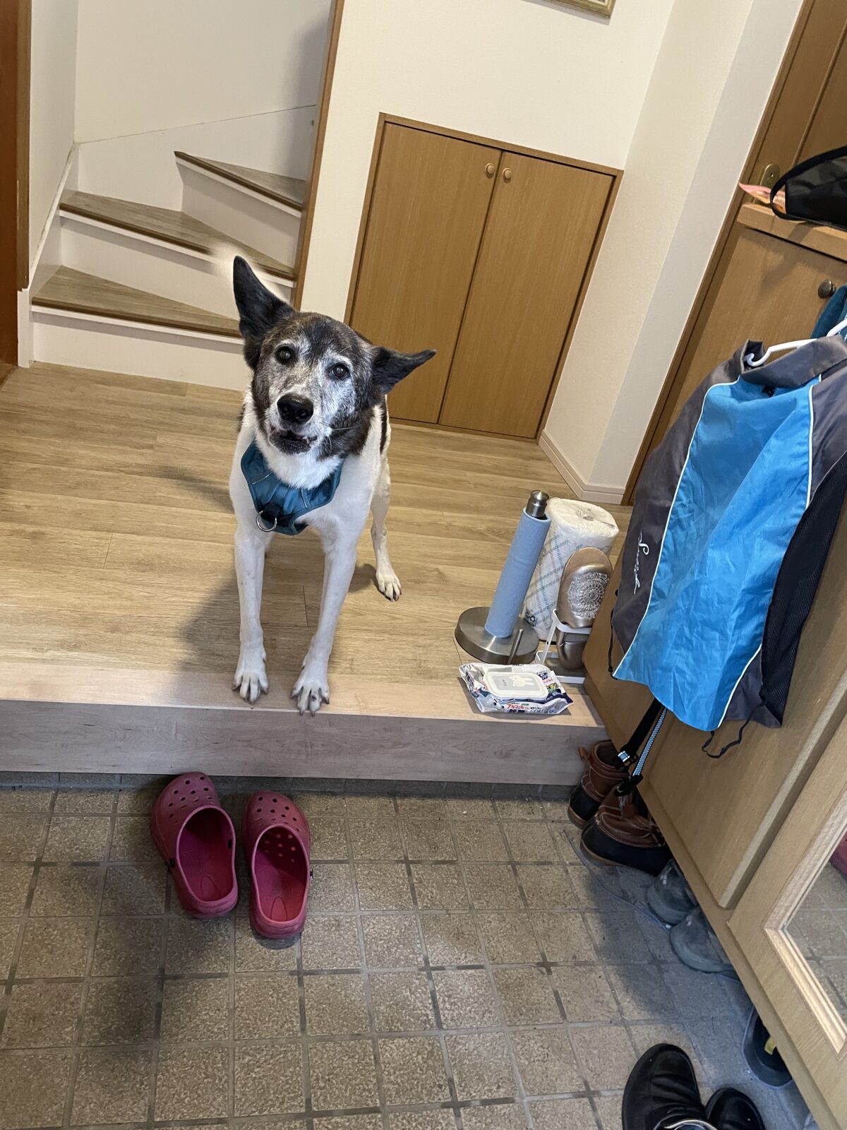 【船橋市】ザックくんのお世話報告