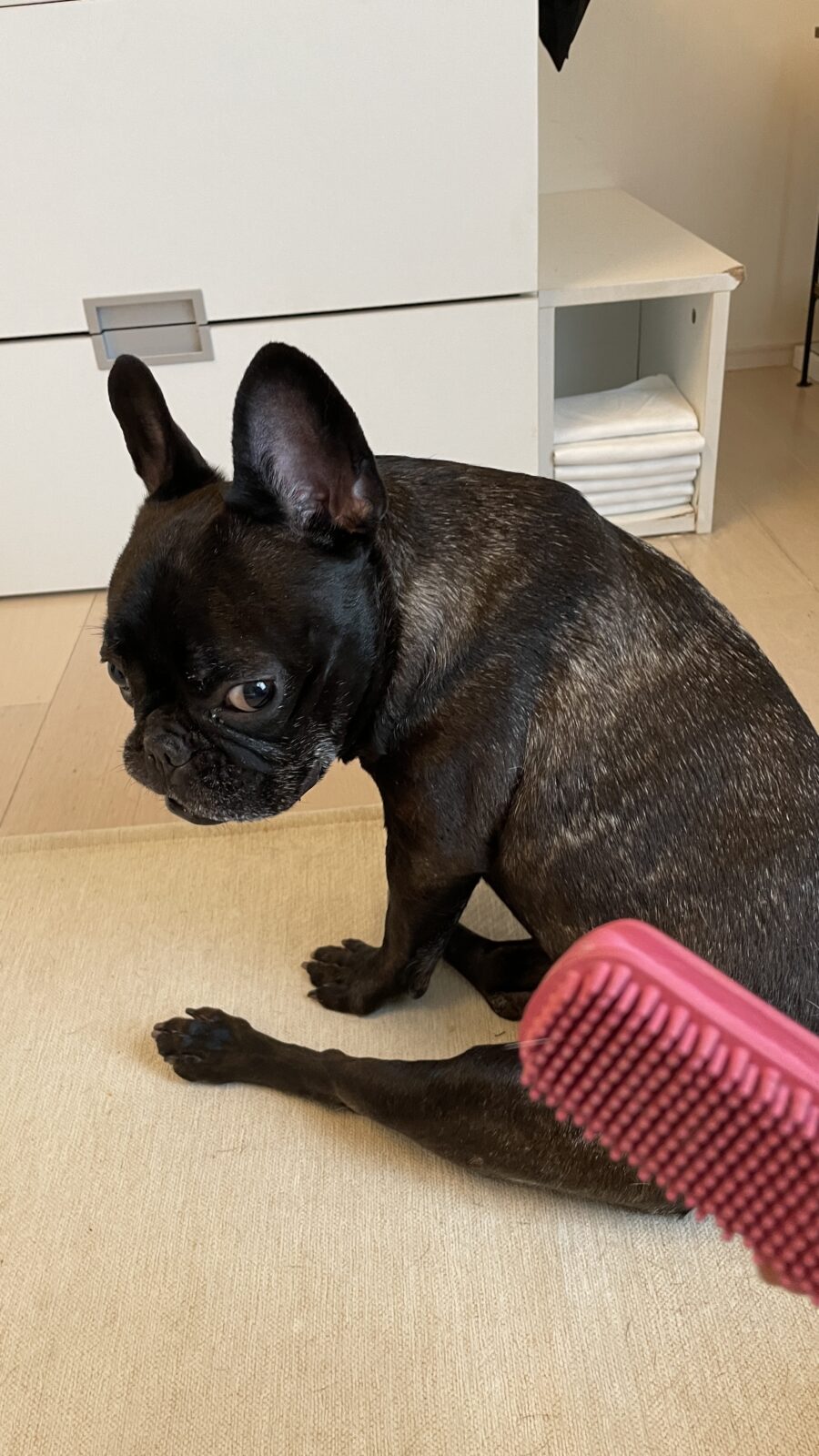 🐶初めましてのお友達🐶