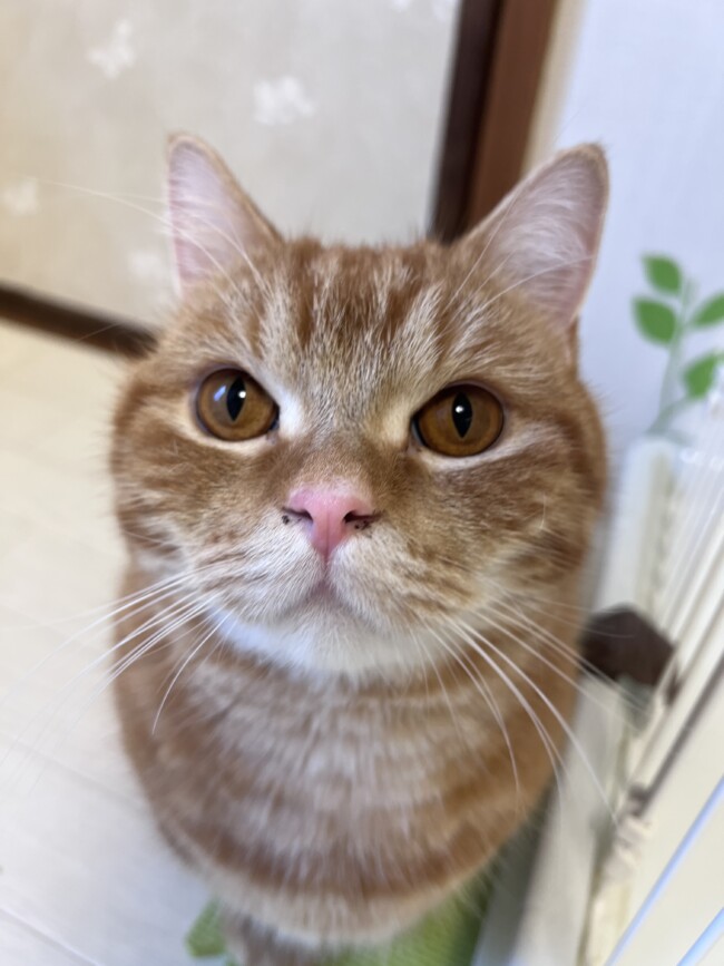 ペットホテル マンチカン レオくん