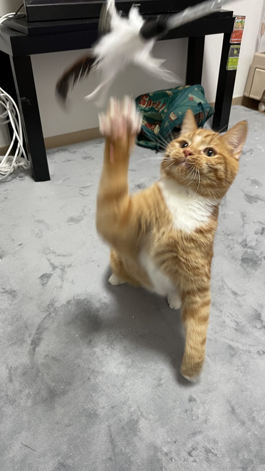 🐱小さいニャンズ🐱