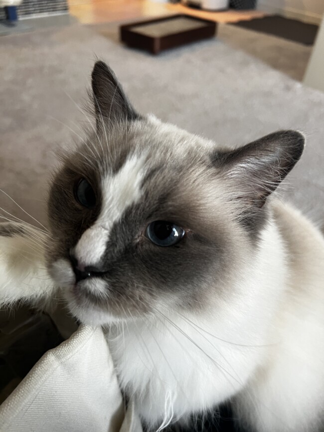 ペットシッター　箕面市　ラグドール　こたつくん