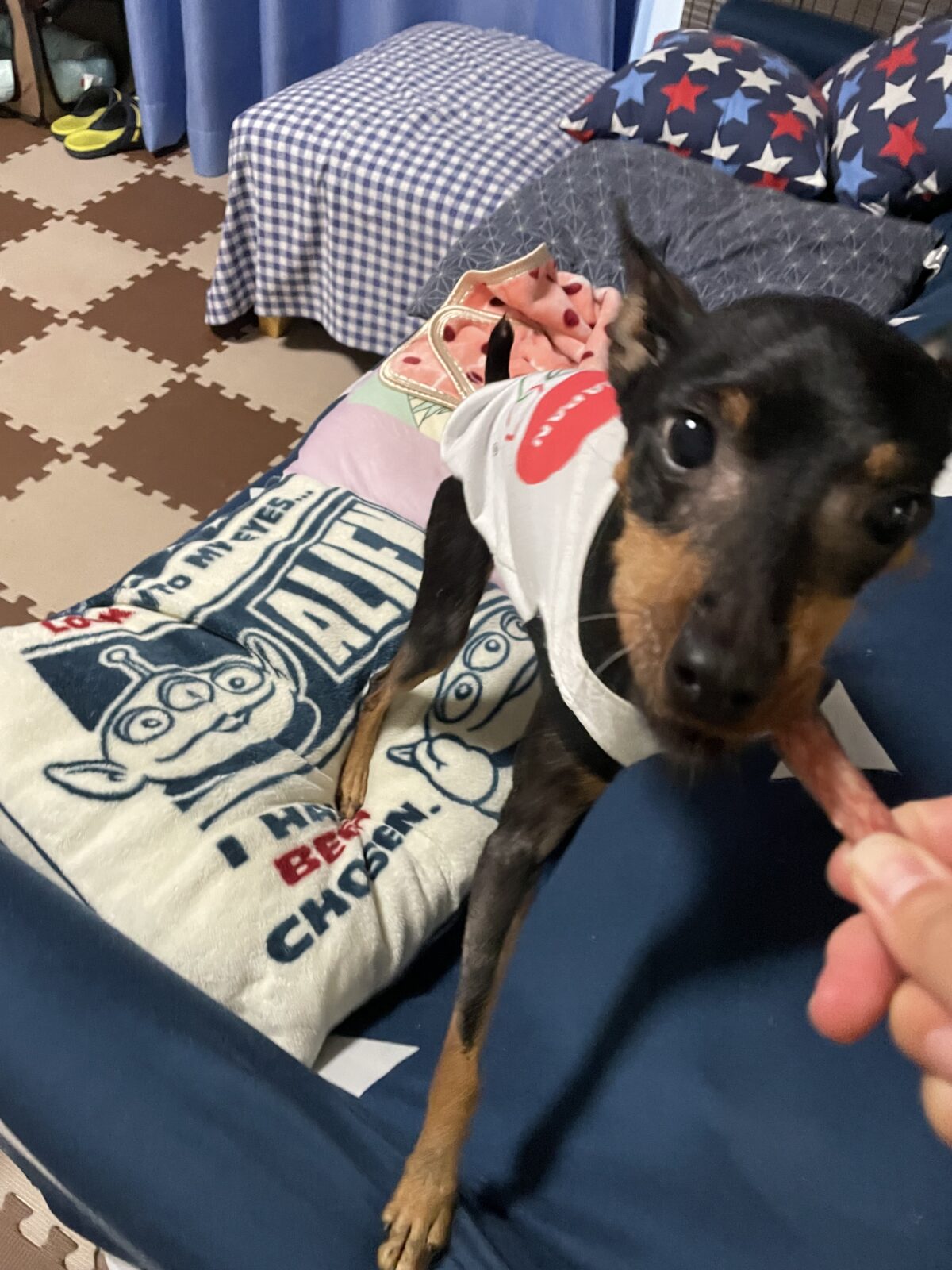 【習志野市・犬】うるるちゃんのお世話報告