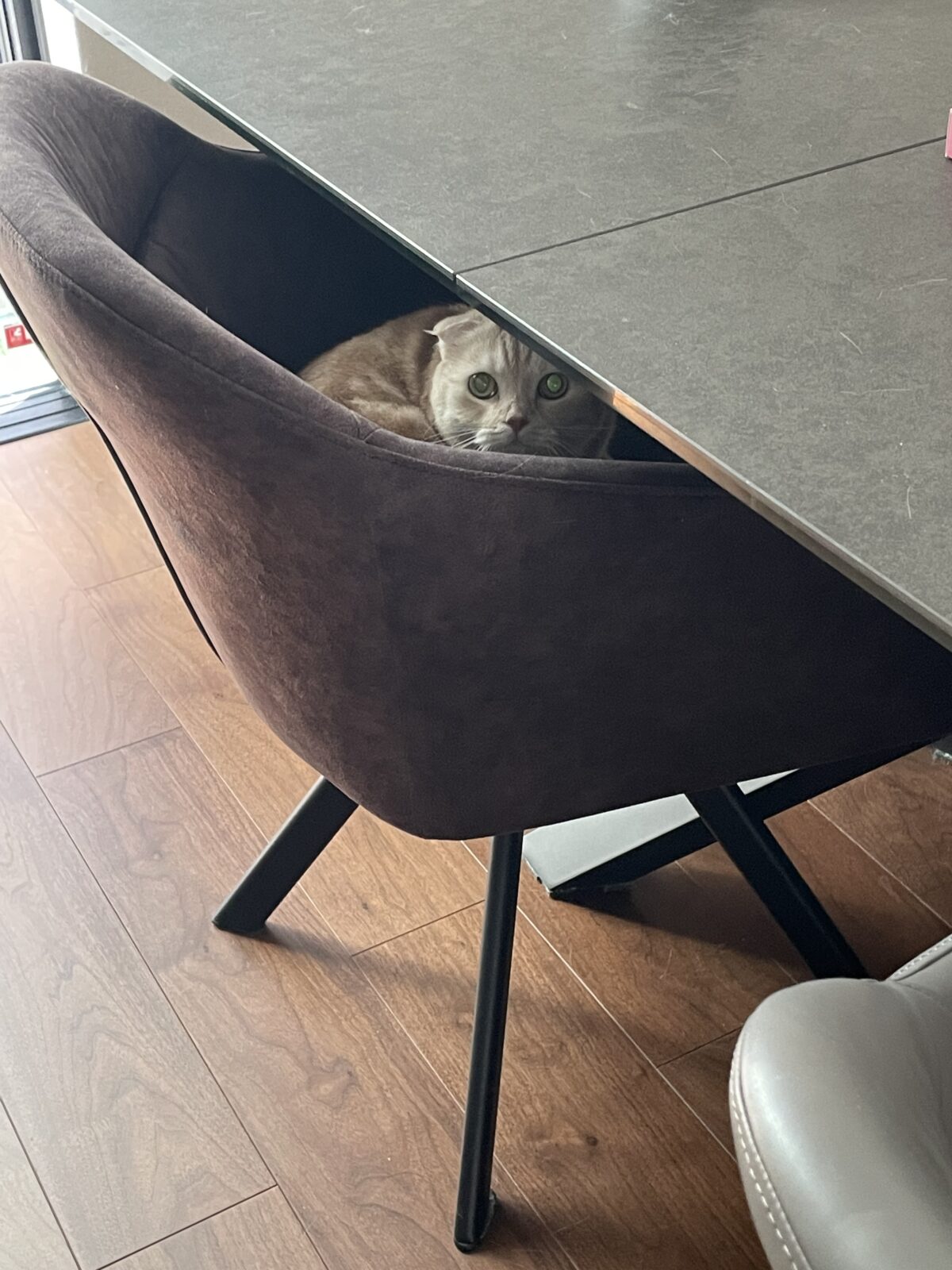 【船橋市・猫】ちくわちゃんのお世話報告