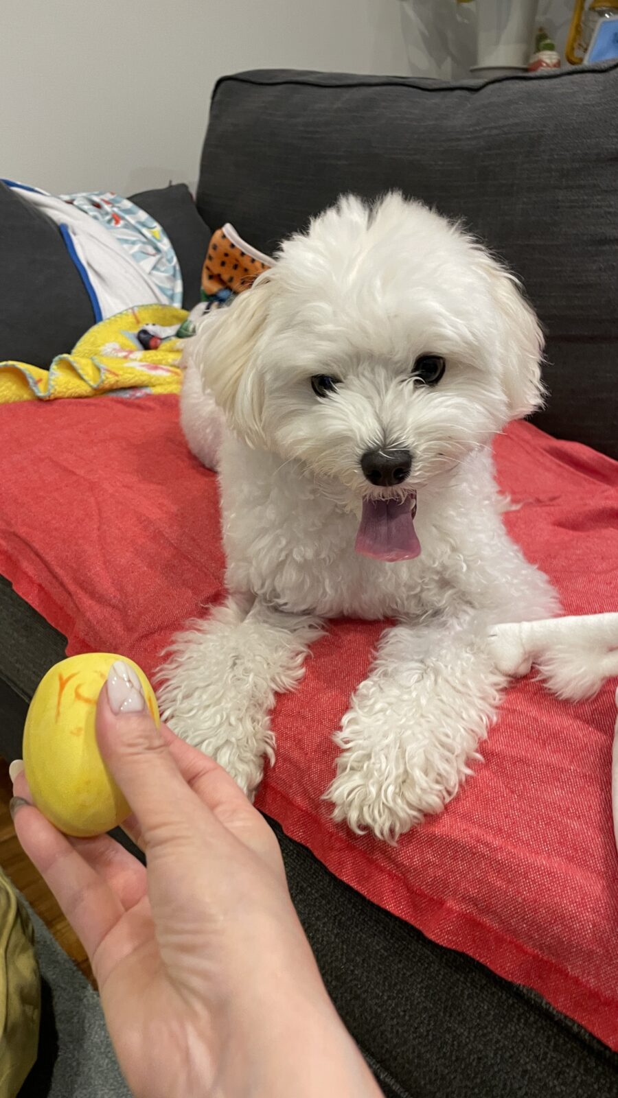 🐕表情豊か✨✨