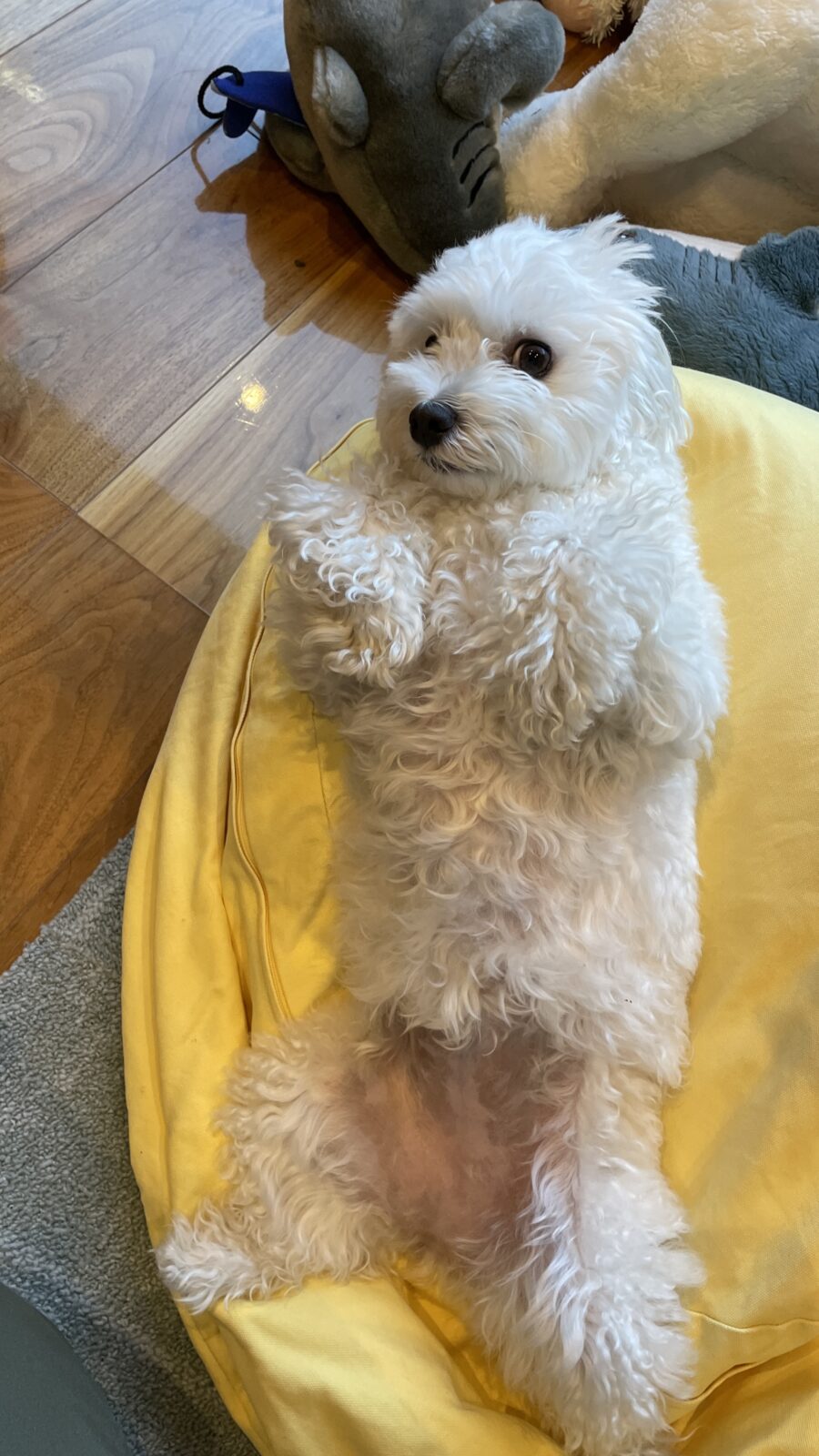 🐕スマイル❤️