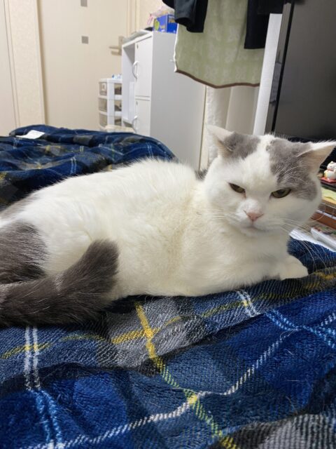 猫っと雑学～季節別の注意事項～