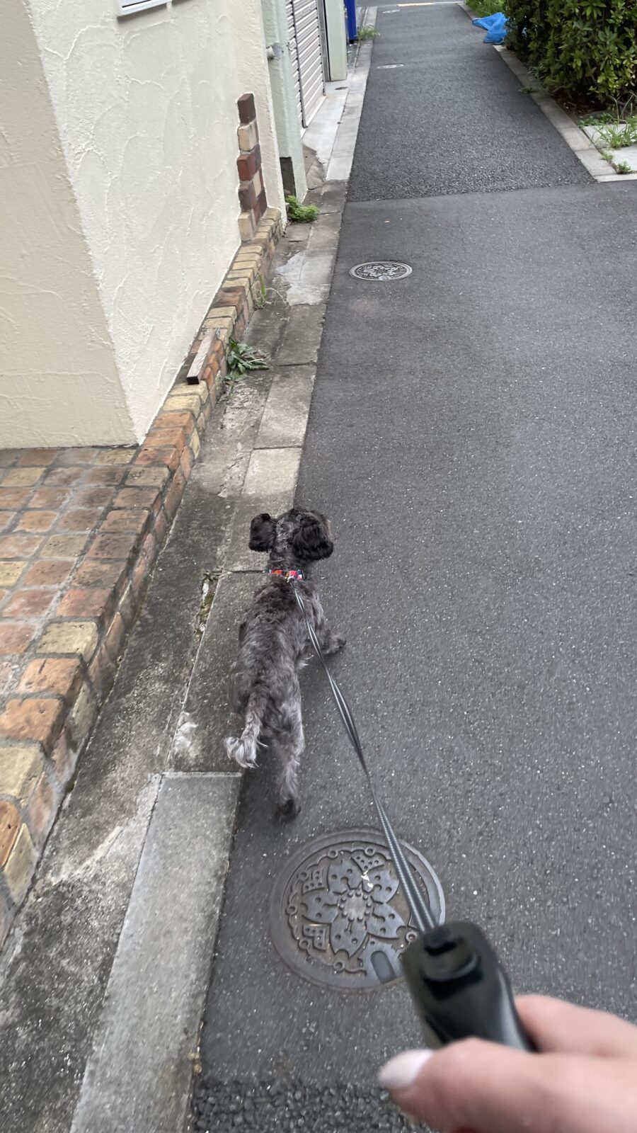 🐶スマイル100点