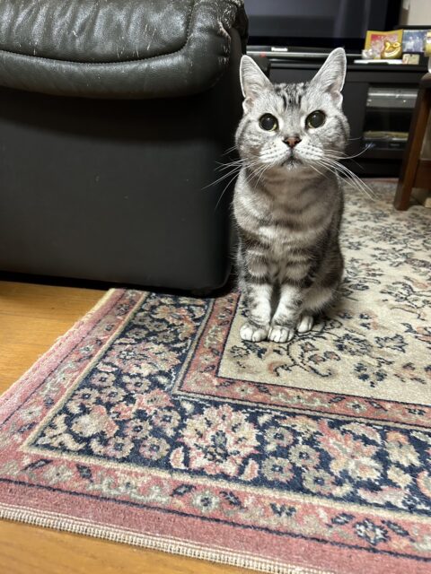 猫（チエちゃん）のお世話に行ってきました😸