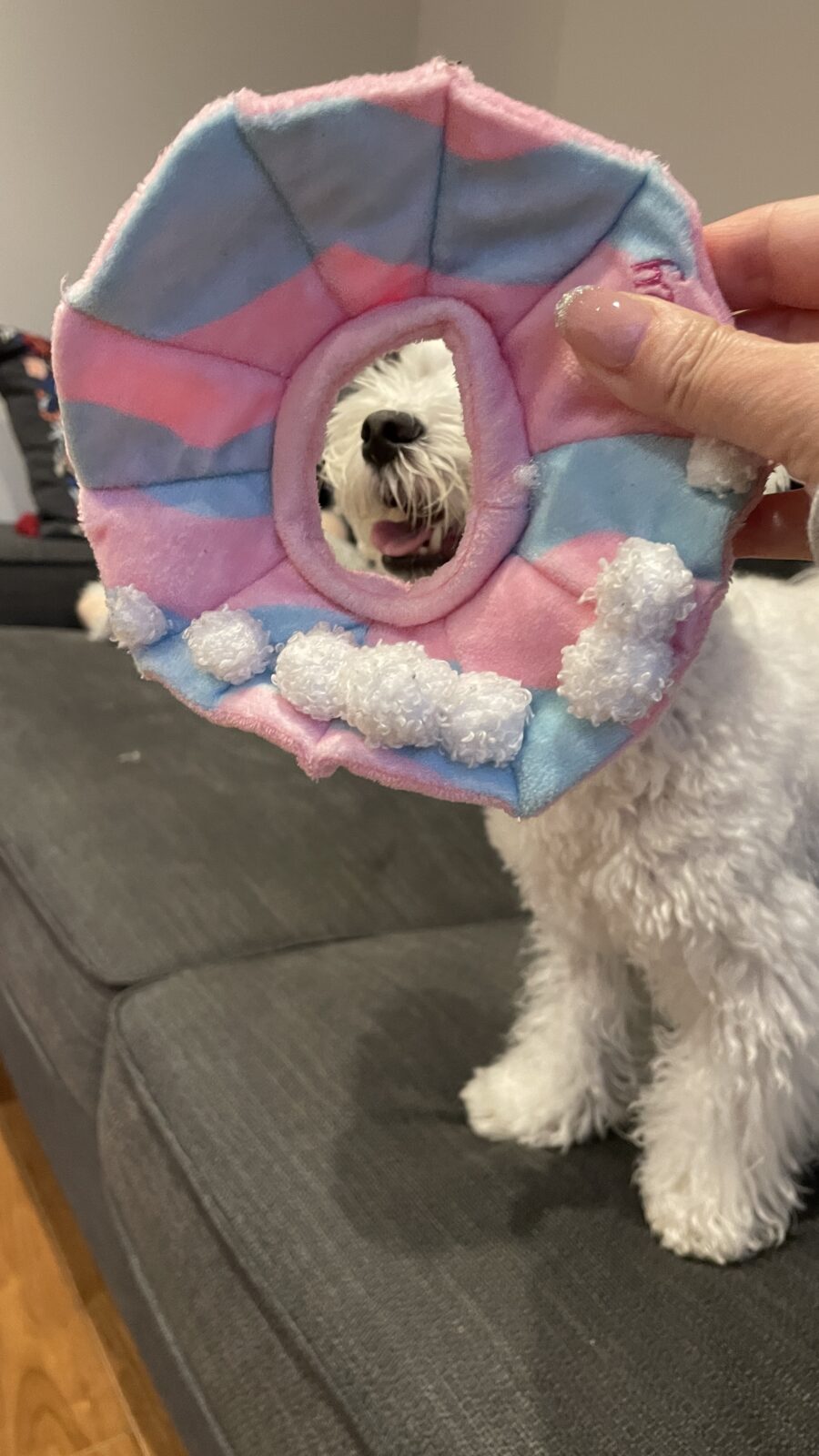 🐶✨スマイル✨🐶