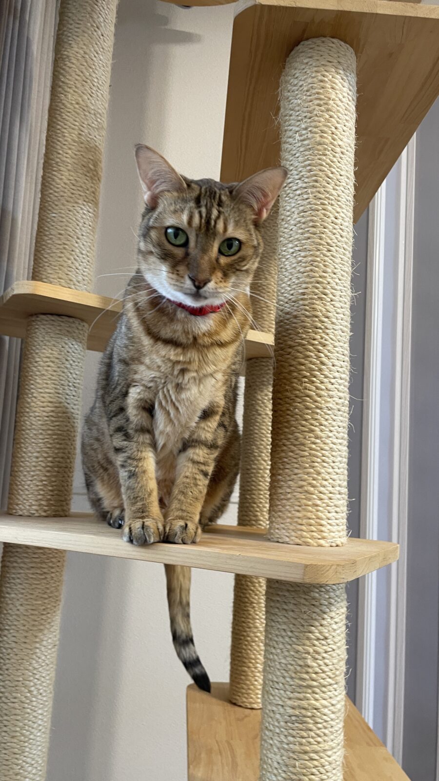 😺新しいお友達✨