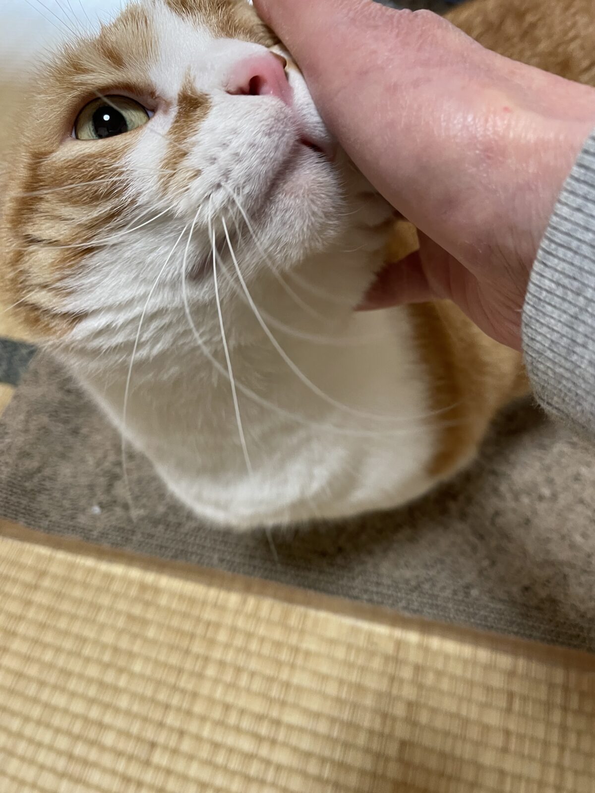 船橋市リピート様　むさしくんのお世話報告