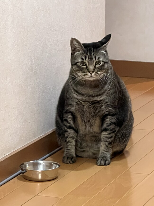 ペットシッター　きじねこ通良くん　ロシアンブルー炭治朗くん