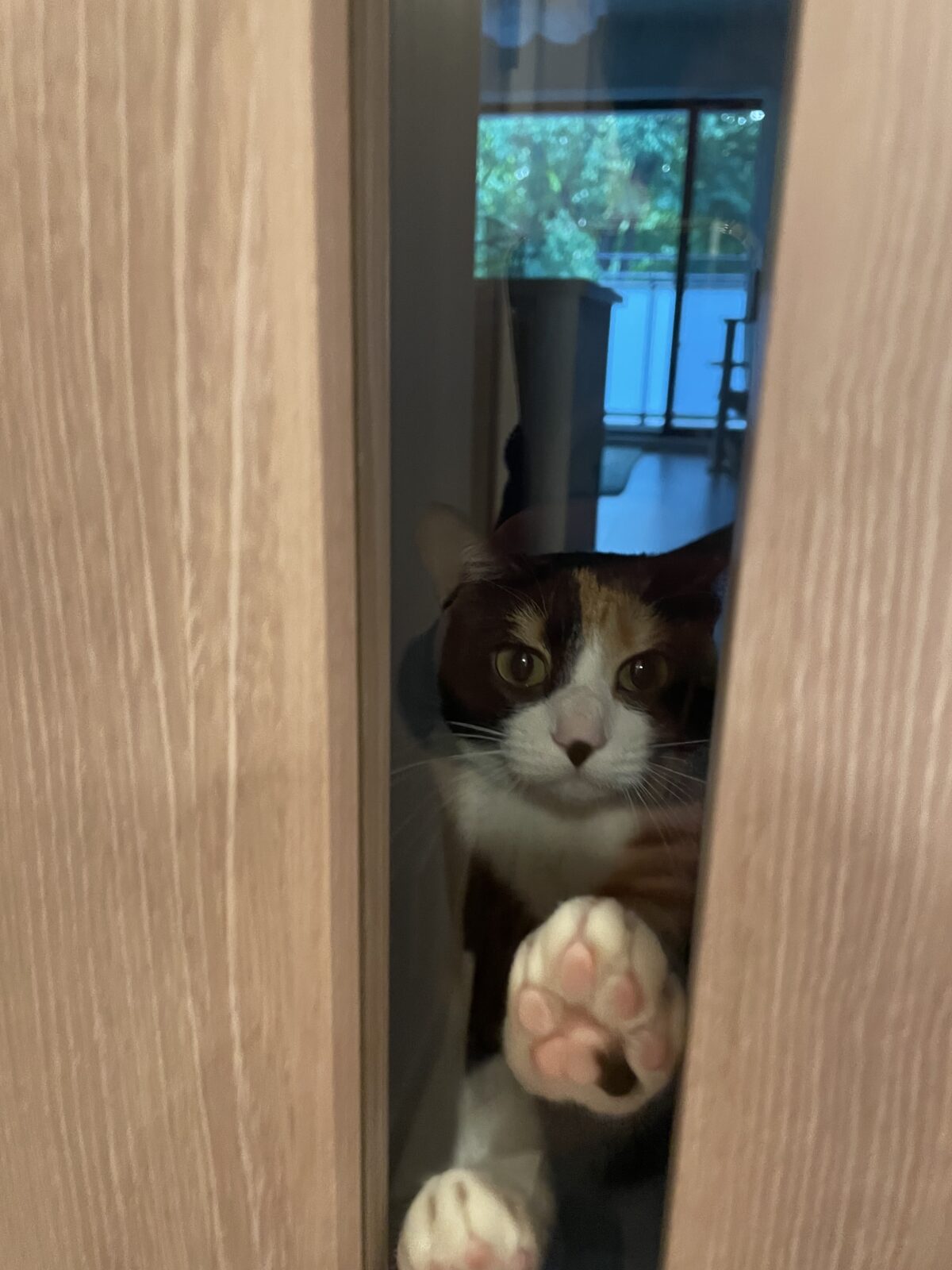 【千葉市・猫】福ちゃんのお世話報告