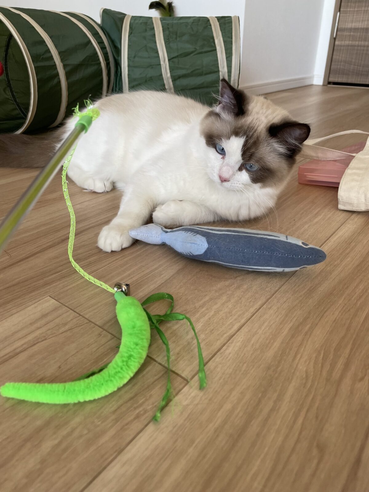 千葉市　しゃぶしゃぶちゃんのお世話報告