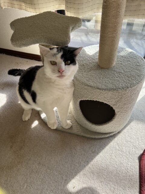 🐱長いお留守番頑張れました！