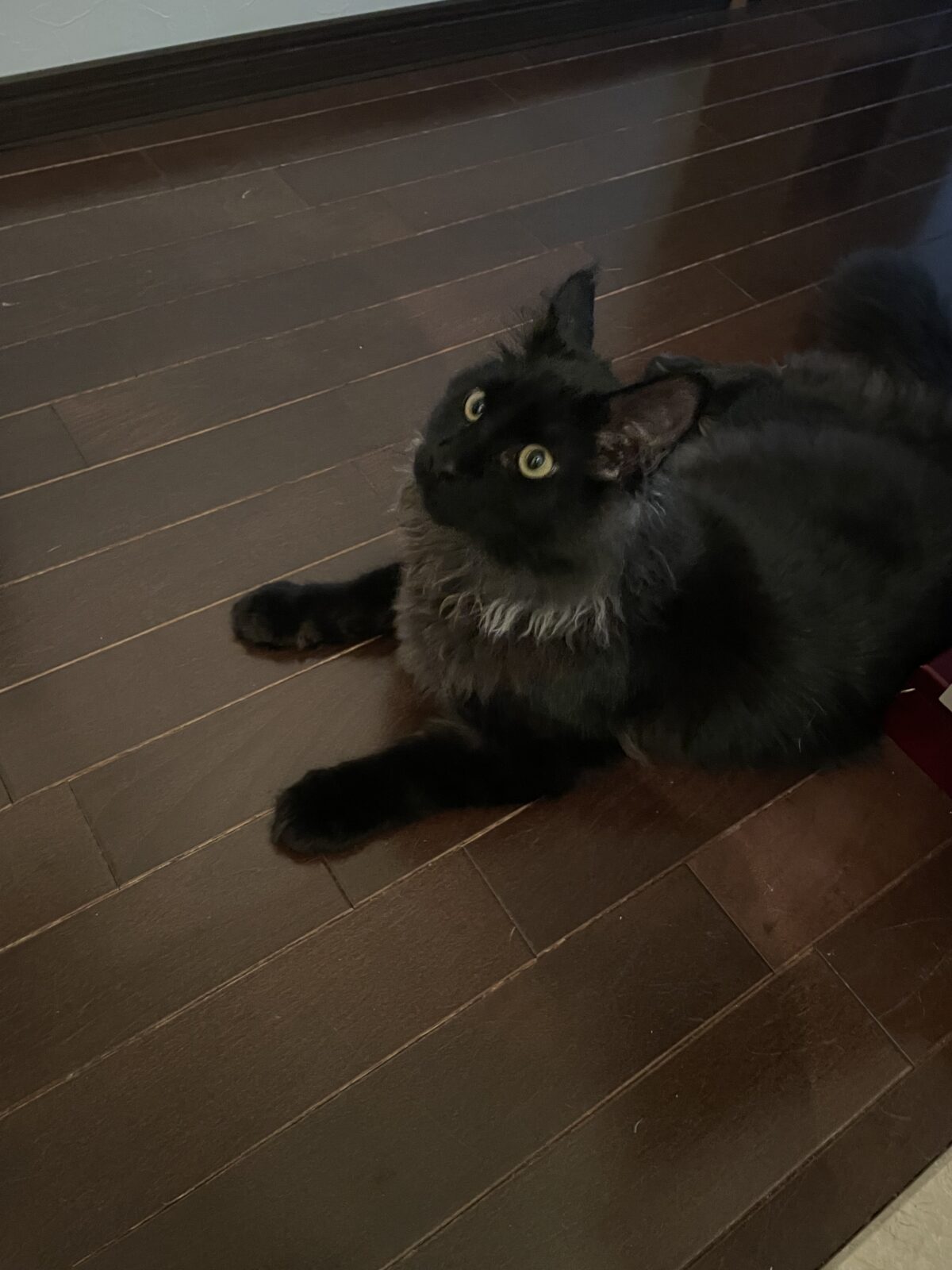 八千代市　マクリちゃんたちのお世話報告