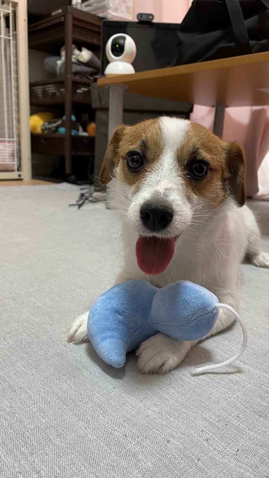 🐶ハイテンション🐶