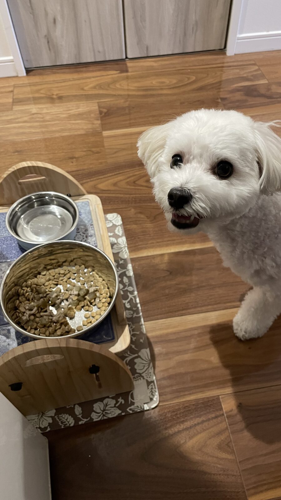 🦜おしゃべり楽しいね☺️