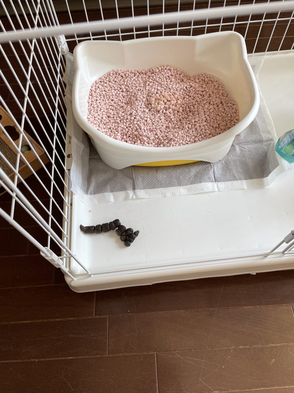 【船橋市・犬】ぷーちゃんのお世話報告