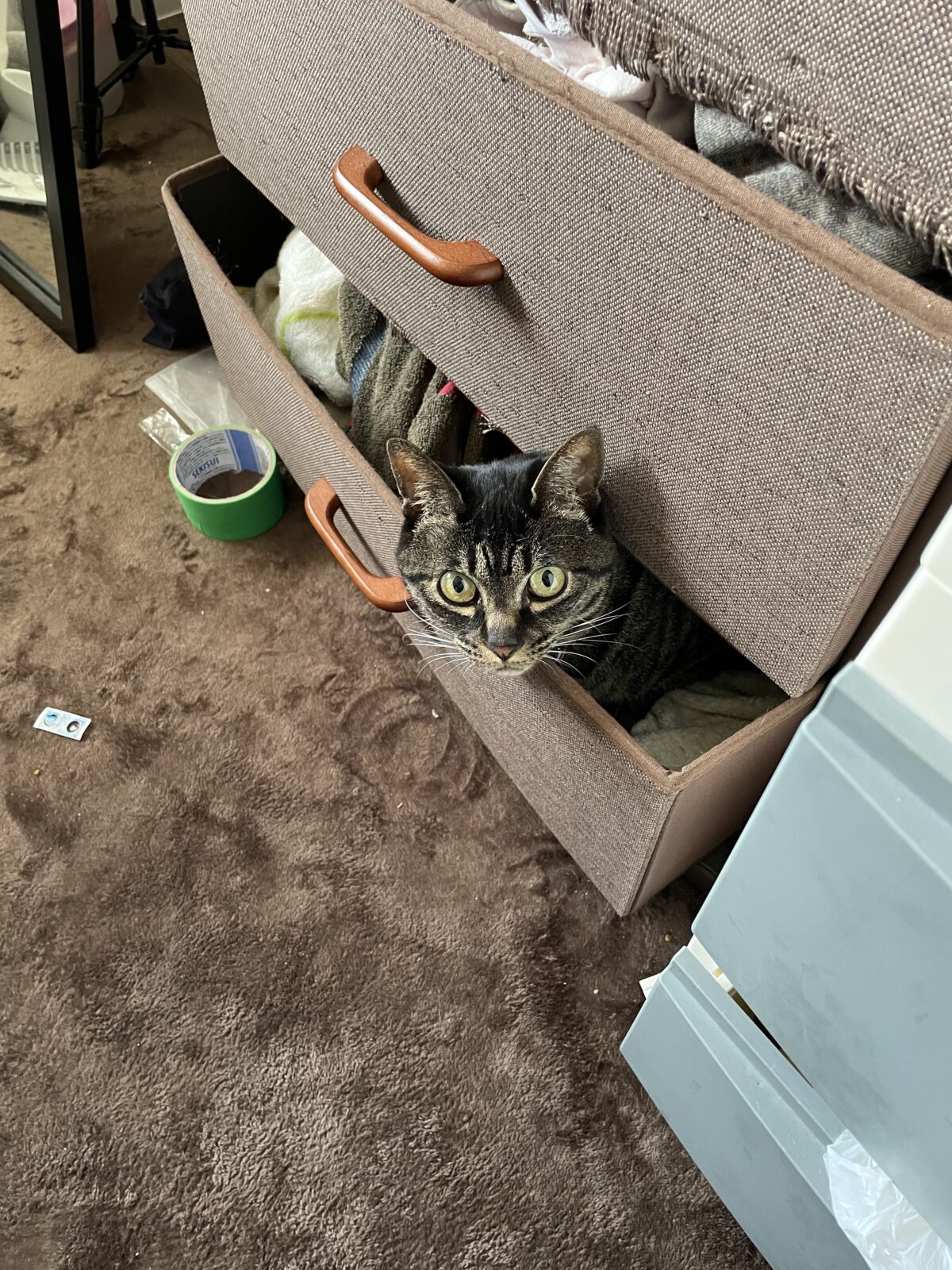 習志野市リピート様　コロンくんみゃおみゃおちゃんお世話報告