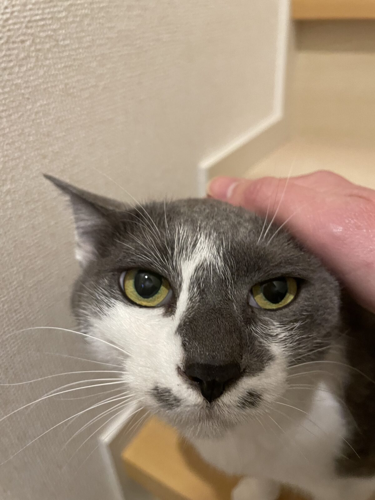 習志野市　にほ(ぼ)しちゃんのお世話報告