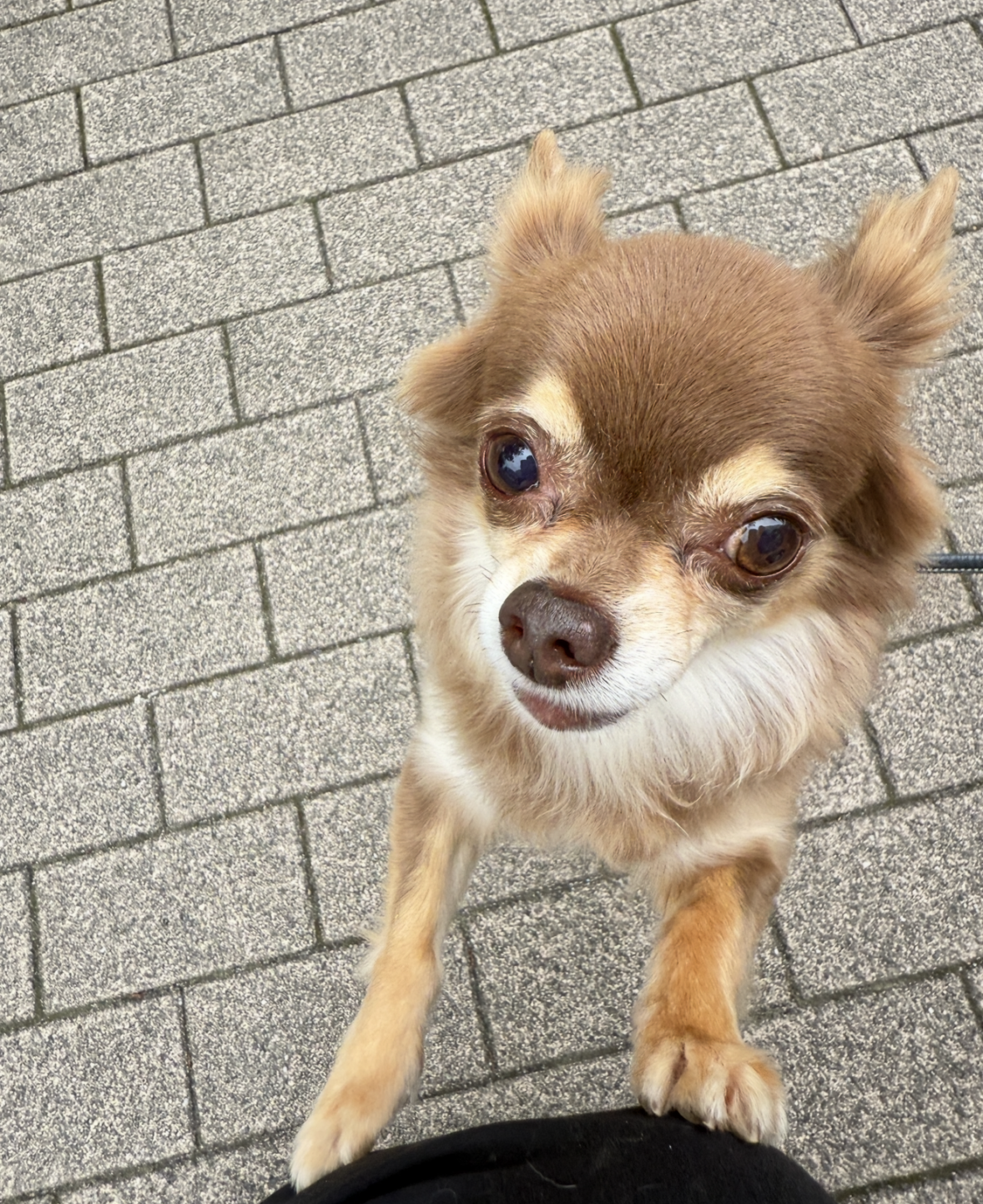 麻布　レオンくん