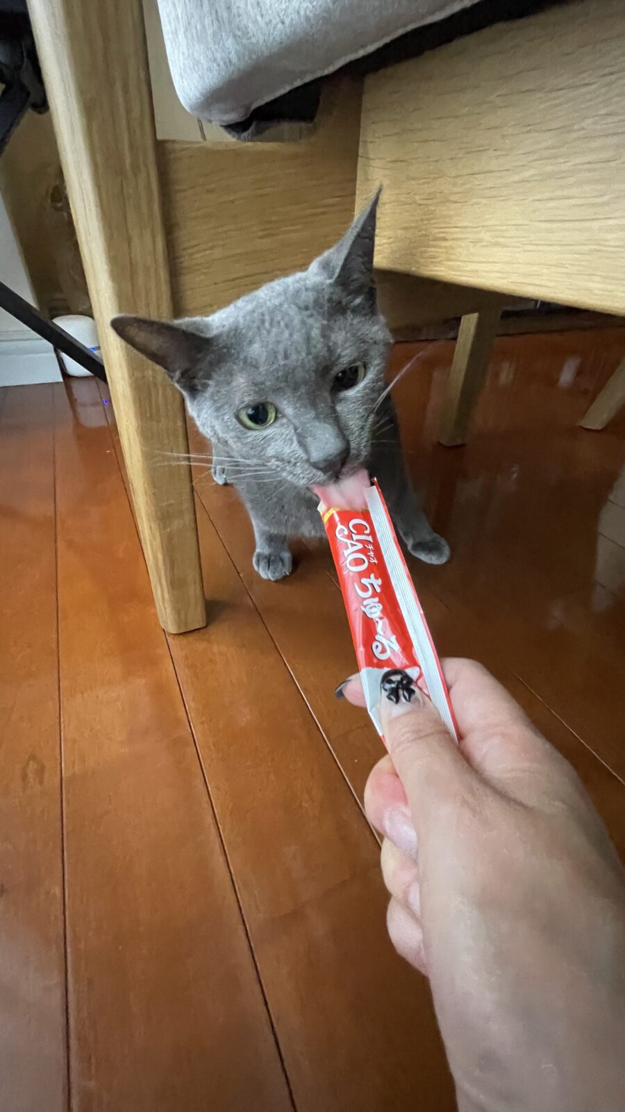 😺すりすり〜＆シャー💢😅