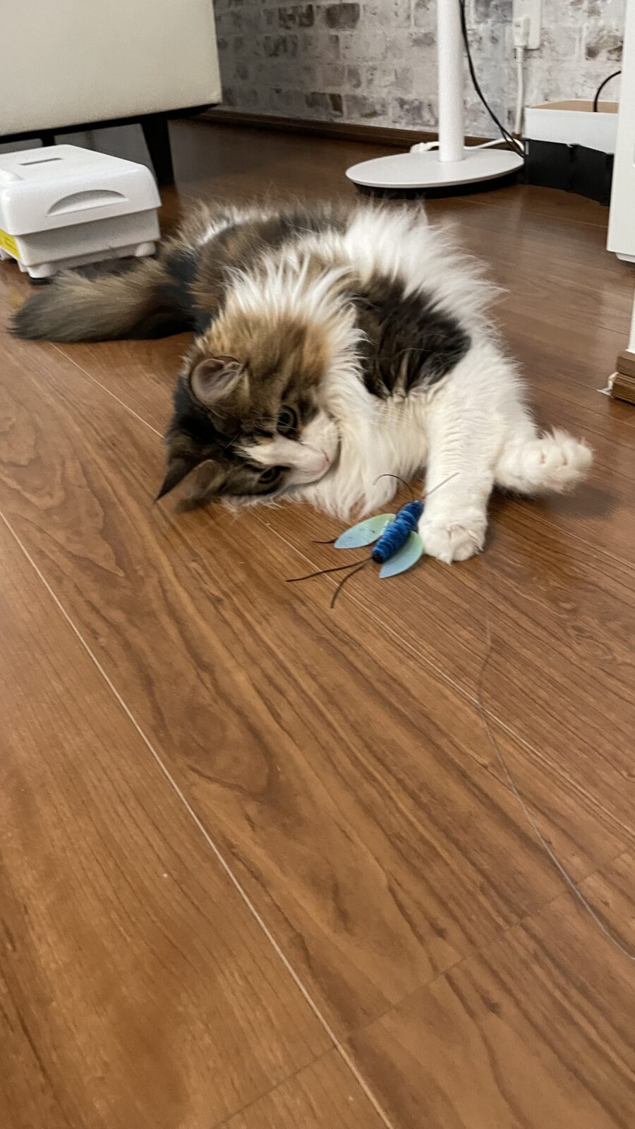 😺三角お耳❤️